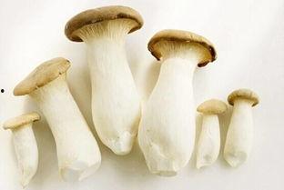 吃瓜cgcg蘑菇,揭秘网络热词背后的文化现象