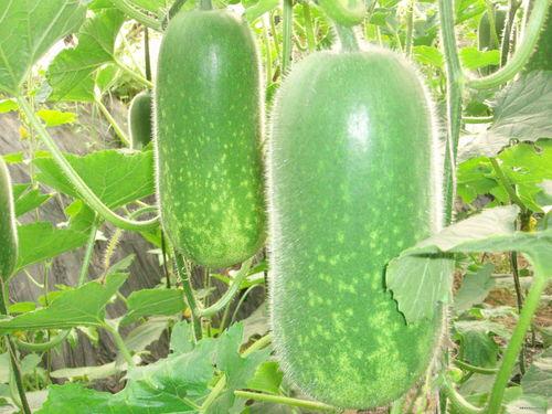 吃瓜抽象解说大全,揭秘娱乐圈幕后真相与趣味解读