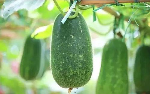 小何在线吃瓜,揭秘娱乐圈幕后故事