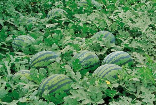 临沂大型吃瓜现场