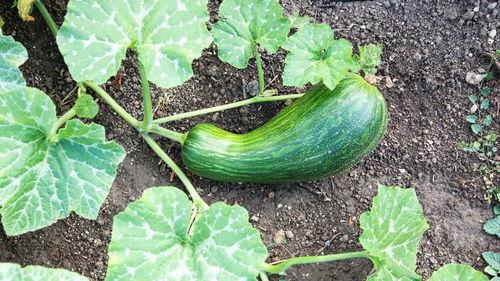腹泻可以吃瓠瓜吗,腹泻期间适宜食用瓠瓜的饮食建议