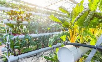 大棚瓜菜怎么吃,解锁健康餐桌新选择