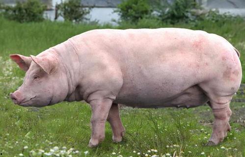 土猪吃瓜,揭秘农村生活的趣味瞬间