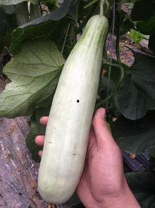 求个网红吃瓜网站